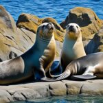 What are sea lions?