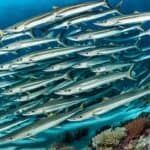 What are the different species of barracudas?