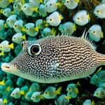 What are the different species of pufferfish?