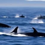 What are the different species of whales?