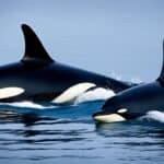 What are the different types of orcas?