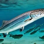 What do barracudas eat?