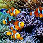 What do clownfish eat?