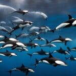 What do orcas eat?