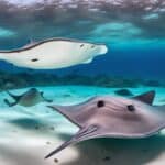 What is the cultural significance of stingrays?