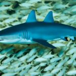 What is the smallest shark species?