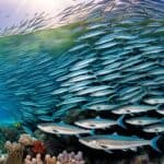 Where do barracudas live?