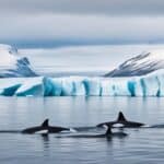Where do beluga whales live?